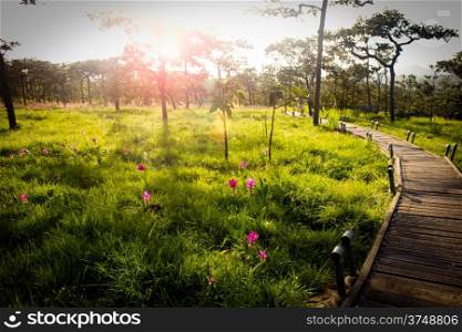 walk way in Siam Tulip field