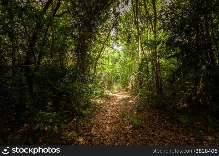 Walk way in the forest in southern of Thailand