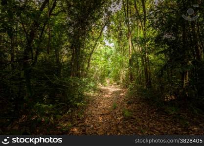 Walk way in the forest in southern of Thailand