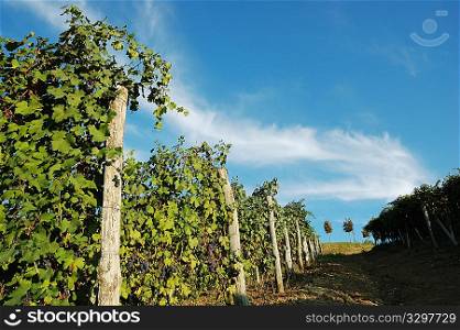 Walking around a vineyards, Barbaresco hills, piemonte, Italy