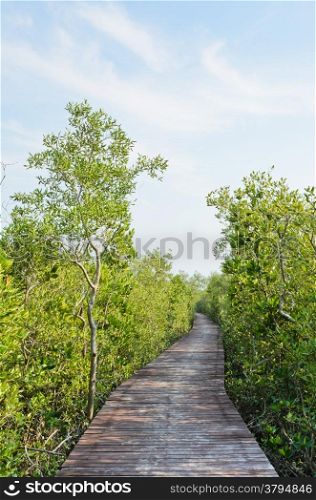Walking bridge through the mangrove forest