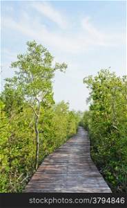 Walking bridge through the mangrove forest