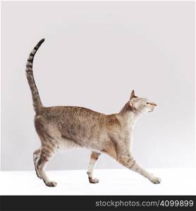 Walking cat on the white table over light grey background