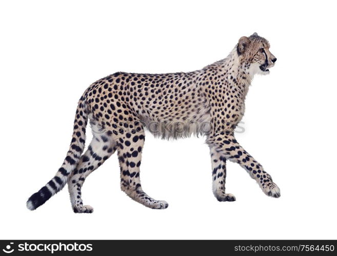 walking cheetah isolated on white background