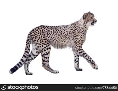 walking cheetah isolated on white background