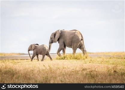 Walking Elephants in the Sabi Sands, South Africa.