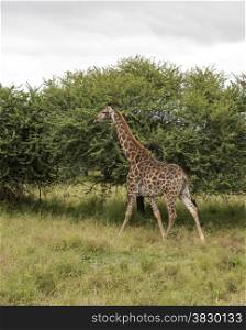 walking giraffe in south africa on safari national kruger park