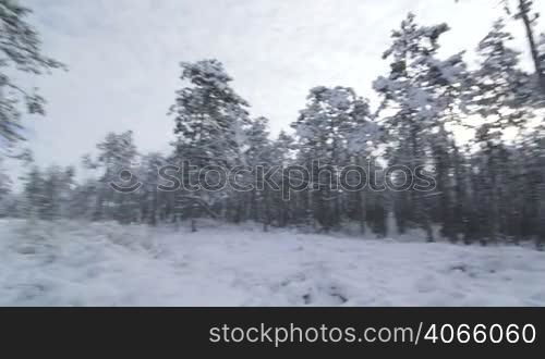 Walking in snow through the winter forest point of view