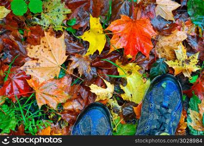 Walking in the autumn Park, to walk through fallen red and yellow leaves. to walk through fallen red and yellow leaves, walking in the autumn Park
