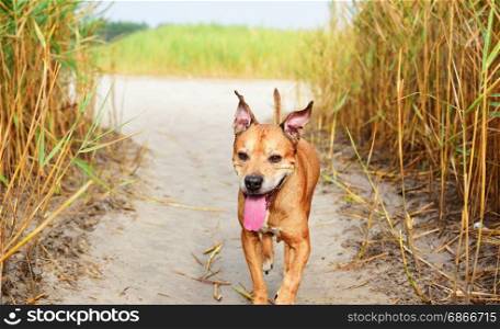 Walking in the middle of a reed red American pit bull terrier, a summer day