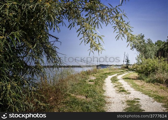 walking in the pinewood forest on the Pialassa della Baiona brackish lagoon near Marina Romea along te Adriatic seaside in Ravenna (Italy)