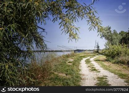 walking in the pinewood forest on the Pialassa della Baiona brackish lagoon near Marina Romea along te Adriatic seaside in Ravenna (Italy)