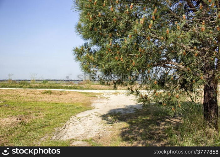 walking in the pinewood forest on the Pialassa della Baiona brackish lagoon near Marina Romea along te Adriatic seaside in Ravenna (Italy)