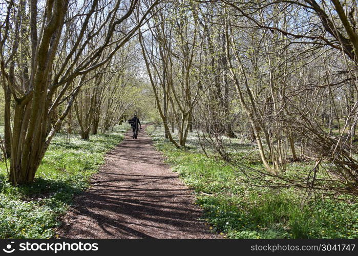 Walking on a beautiful footpath by spring season. Walking on a beautiful footpath surrounded with blossom windflowers at the swedish island Oland