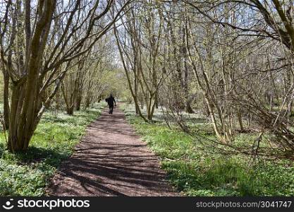 Walking on a beautiful footpath by spring season. Walking on a beautiful footpath surrounded with blossom windflowers at the swedish island Oland