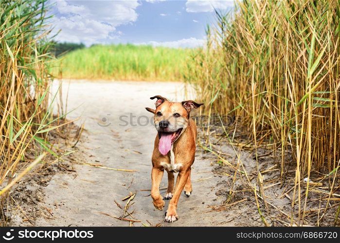 Walking on nature red American pit bull terrier