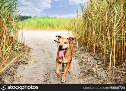 Walking on nature red American pit bull terrier