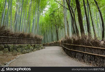 Walking path and green bamboo forest at Arashiyama touristy district, Kyoto prefecture in Japan