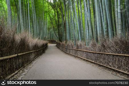 Walking path and green bamboo forest at Arashiyama touristy district, Kyoto prefecture in Japan