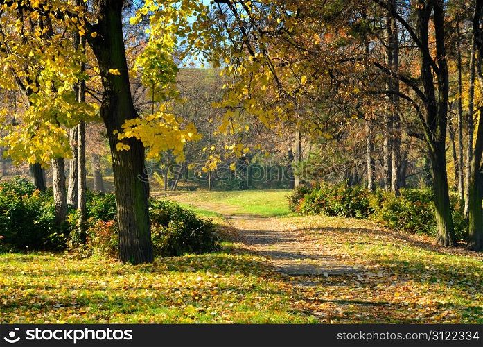 Walking path through park in early autumn morning with fall color leaves