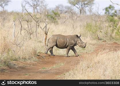 Walking rhino