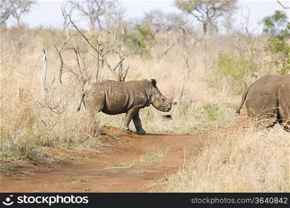 Walking rhinos