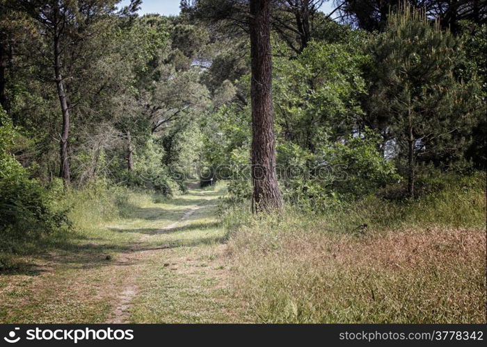 Walking road in the Pinewood forest on the Pialassa della Baiona brackish lagoon near Marina Romea along te Adriatic seaside in Ravenna (Italy)