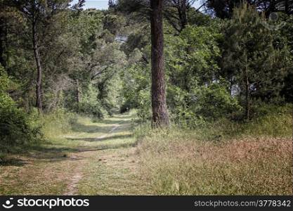 Walking road in the Pinewood forest on the Pialassa della Baiona brackish lagoon near Marina Romea along te Adriatic seaside in Ravenna (Italy)