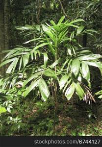 walking stick palm. walking stick palm, Linospadix monostachya, in an australian rain forest