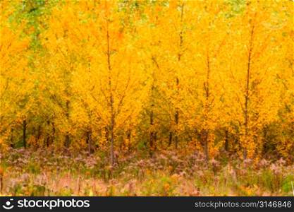 Walking Through A Meadow Toward A Beautiful Grove Of Yellow Trees