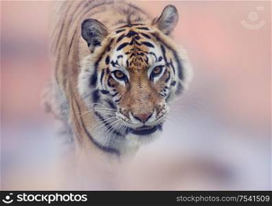 Walking Tiger portrait, close up