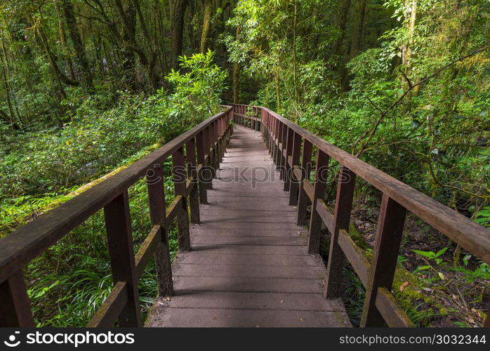 Walking trail in tropical forest