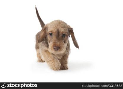 Walking wire-haired dachshund puppy