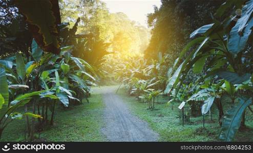 walkway along banana tree in tropical garden