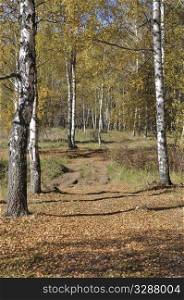 Walkway between birch trees on sunny autumn day
