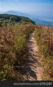 Walkway in Alpine savanna grassland of Doi Inthanon, Chiang Mai, Thailand