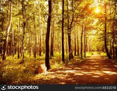 Walkway in autumn park, warm sunny day, beautiful autumnal forest, panoramic landscape, scenic nature of woodland, fall season