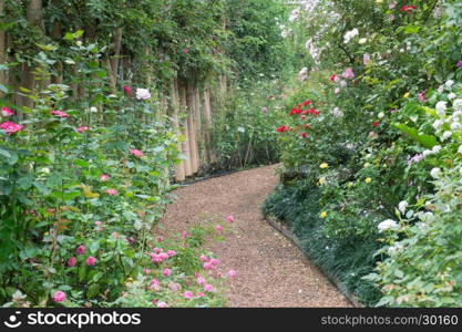 Walkway in botanic rose garden, stock photo