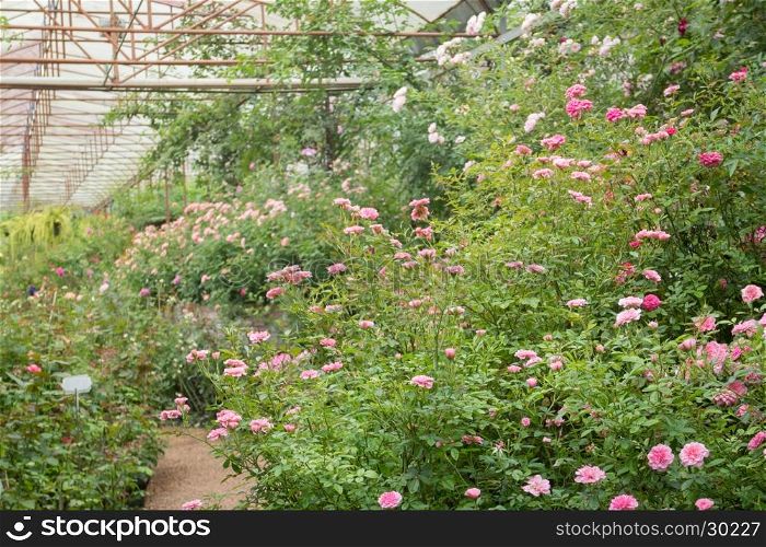 Walkway in botanic rose garden, stock photo