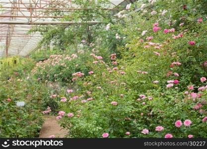 Walkway in botanic rose garden, stock photo