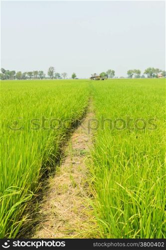 Walkway in rice field