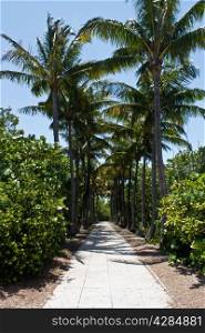 Walkway lined with palm trees