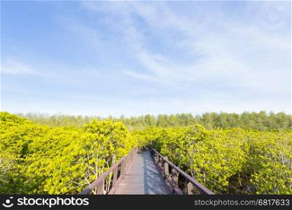 Walkway of mangrove forest bridge in the evening sky with clouds.