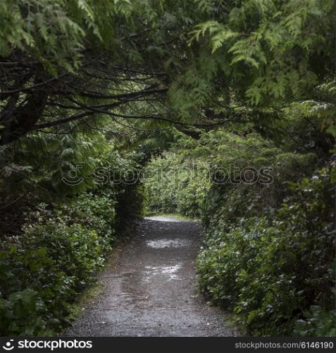 Walkway passing through forest, Wild Pacific Trail, Pacific Rim National Park Reserve, Ucluelet, Vancouver Island, British Columbia, Canada