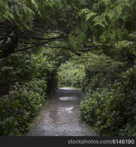 Walkway passing through forest, Wild Pacific Trail, Pacific Rim National Park Reserve, Ucluelet, Vancouver Island, British Columbia, Canada