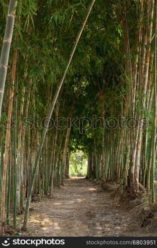 walkway path in middle of bamboo tree