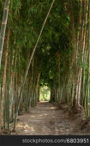 walkway path in middle of bamboo tree
