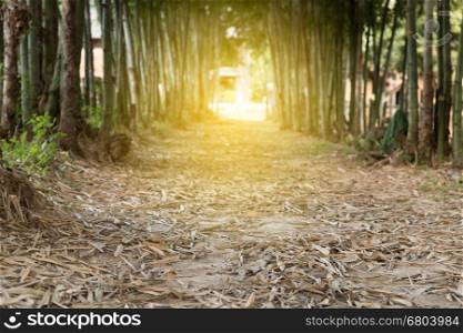walkway path in middle of bamboo tree