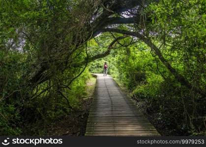 Walkway that goes trough a lush vegetation. At the end of this lane there is a trekker. Wooden walkway trough the forest