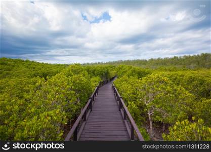 walkway through the treetops in a rain forest